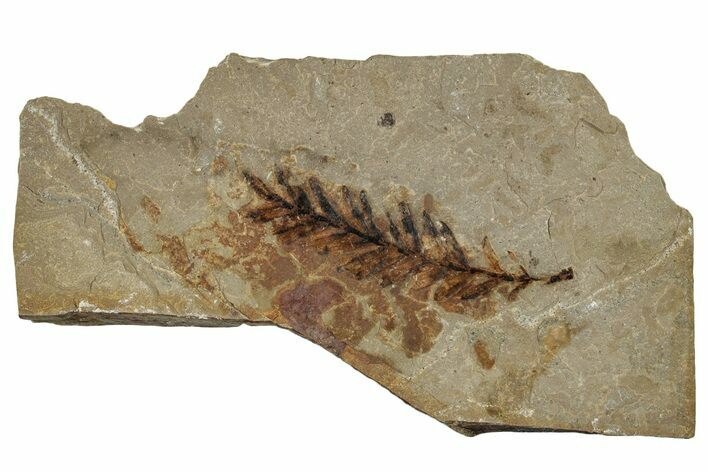 Fossil Conifer (Metasequoia) Plate - McAbee, BC #253955